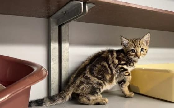 Noppie (Coevorden), Cypers puppy Mixed Breed for adoption at Dierenasiel Beilen