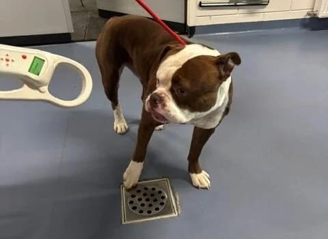 Rambo, Bruin + wit male Mixed Breed for adoption at Dierenasiel Beilen