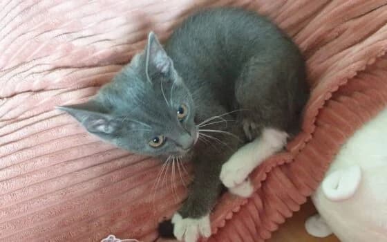 Saar, Blauw wit female puppy Mixed Breed for adoption at Dierenasiel Beilen