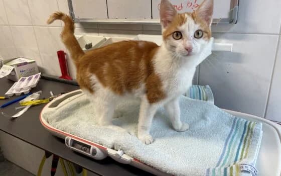 Talitha, Rood/wit female puppy Mixed Breed for adoption at Dierenasiel Beilen