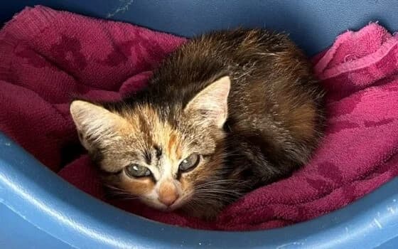 Tamar, grijs cypers met rood female puppy Mixed Breed for adoption at Dierenasiel Beilen