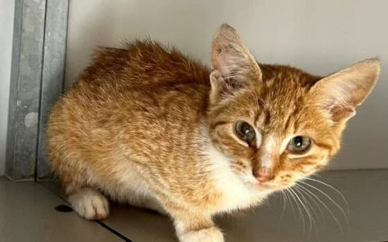 Tijn, rood met wit male puppy Mixed Breed for adoption at Dierenasiel Beilen