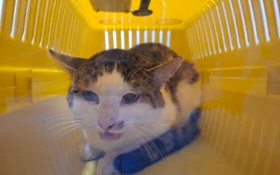 Timber, Grijs cypers met wit male Mixed Breed for adoption at Dierenasiel Beilen