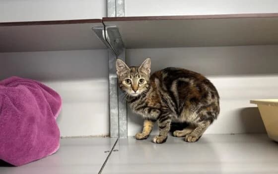 Tinkerbell, Grijs gemarmerd met rood female puppy Mixed Breed for adoption at Dierenasiel Beilen