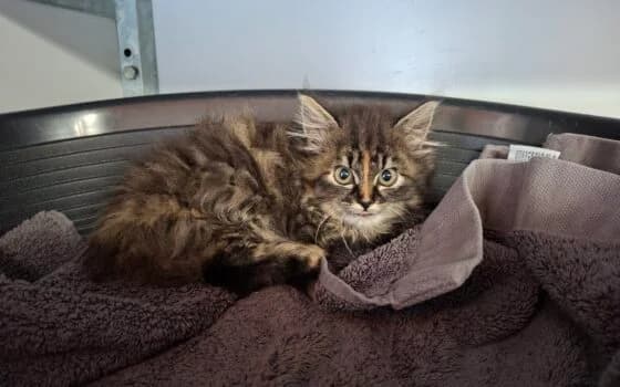 Toetiefroetie, Cyperse Schildpad female puppy Mixed Breed for adoption at Dierenasiel Beilen