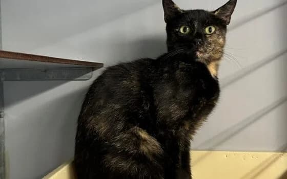 Toffee, schildpad female Mixed Breed for adoption at Dierenasiel Beilen