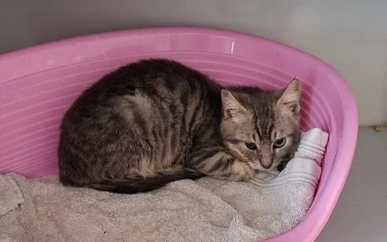 Toffel, Cypers puppy Mixed Breed for adoption at Dierenasiel Beilen