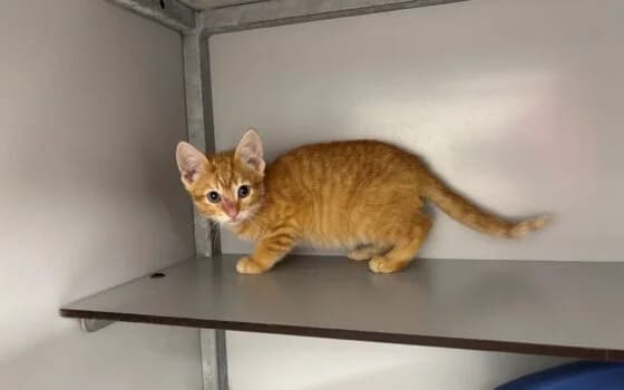 Tranky en Tipsy, Rood cypers met wit male puppy Mixed Breed for adoption at Dierenasiel Beilen