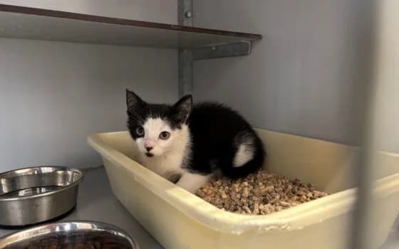 Tuna, zwart wit female puppy Mixed Breed for adoption at Dierenasiel Beilen