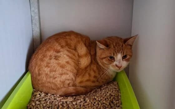 Ubbon( Pesse), roos male Mixed Breed for adoption at Dierenasiel Beilen