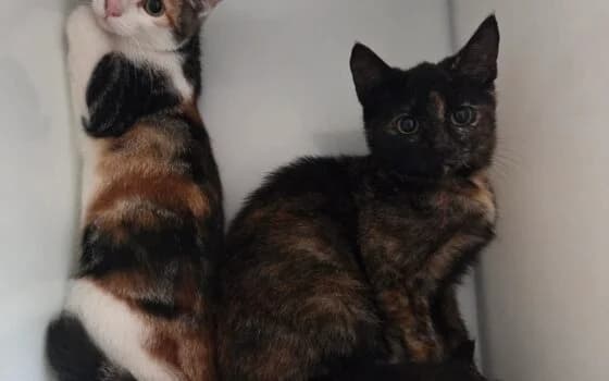 Ulla en Ushi, Lapje female puppy Mixed Breed for adoption at Dierenasiel Beilen