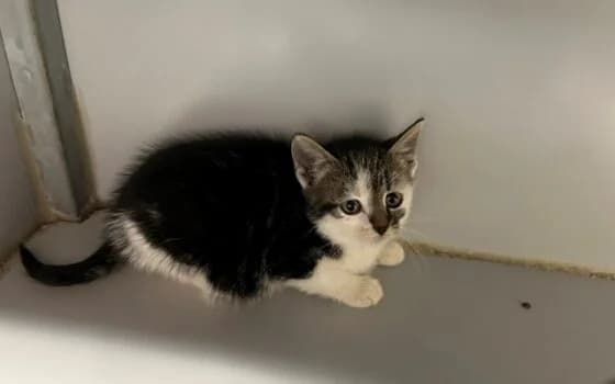 Uni, Unko, Upper en Usty (Diever), grijs cypers puppy Mixed Breed for adoption at Dierenasiel Beilen