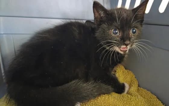United en Unicorn (Beilen), zwart wit en wit zwart puppy Mixed Breed for adoption at Dierenasiel Beilen