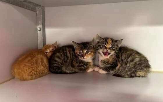 Usain, Unna en Upsy (Pesse), rood en cypers lapje puppy Mixed Breed for adoption at Dierenasiel Beilen
