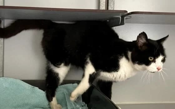 Vrits (Rogat), zwart wit male Mixed Breed for adoption at Dierenasiel Beilen
