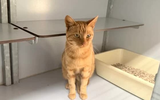 Waylon, Rood gemarmerd male Mixed Breed for adoption at Dierenasiel Beilen