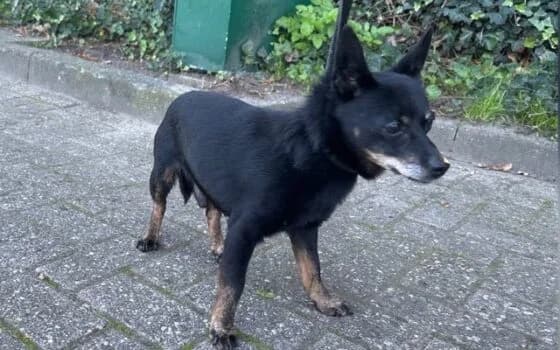 Wilko, zwart met bruin male Mixed Breed for adoption at Dierenasiel Beilen