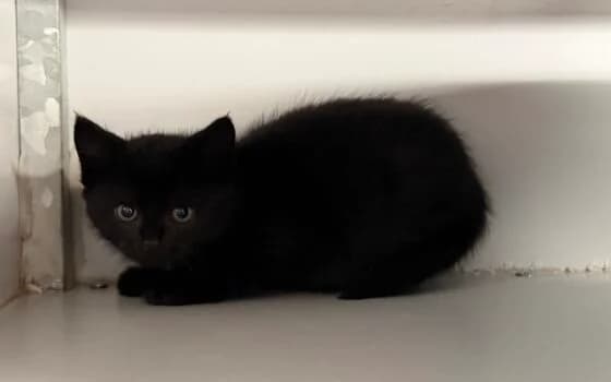 Wizzy, Zwart met een klein wit borstvlekje male puppy Mixed Breed for adoption at Dierenasiel Beilen