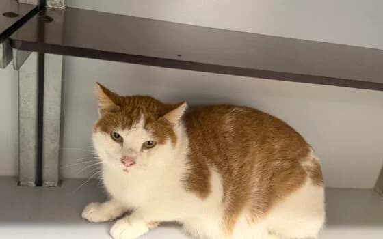 Wokkel, Rood cypers + wit female Mixed Breed for adoption at Dierenasiel Beilen