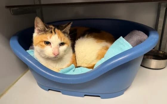 Yill, Lapje female Mixed Breed for adoption at Dierenasiel Beilen