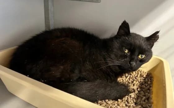 Yurd, zwart male Mixed Breed for adoption at Dierenasiel Beilen