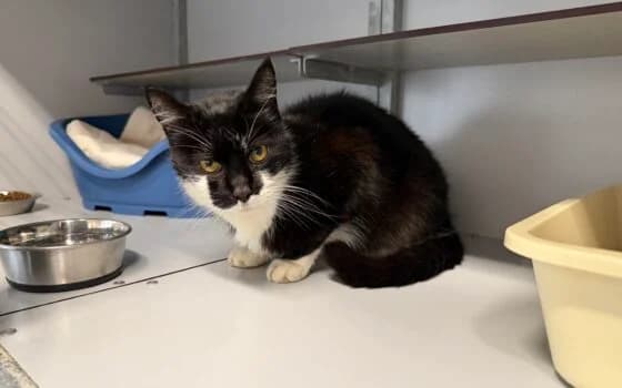 Zacharias, male Mixed Breed for adoption at Dierenasiel Beilen