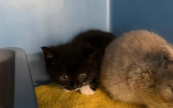 Ziggy en Zaggy, Zwart - wit en zalm puppy Mixed Breed for adoption at Dierenasiel Beilen