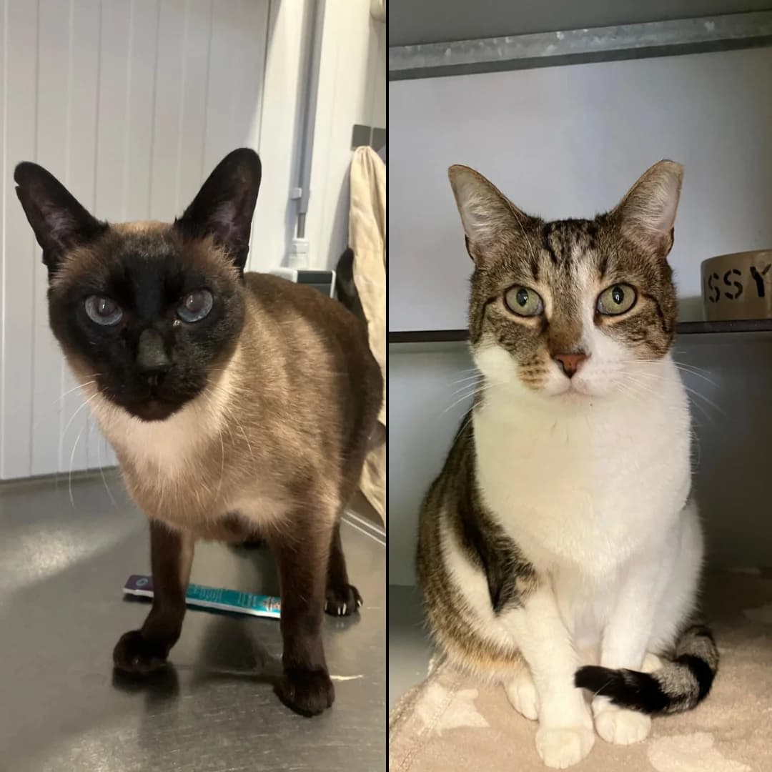 Diesel en Mitsy, Seal point en Cypers wit 4yo Siamese for adoption at Dierentehuis Stevenshage, Leiden