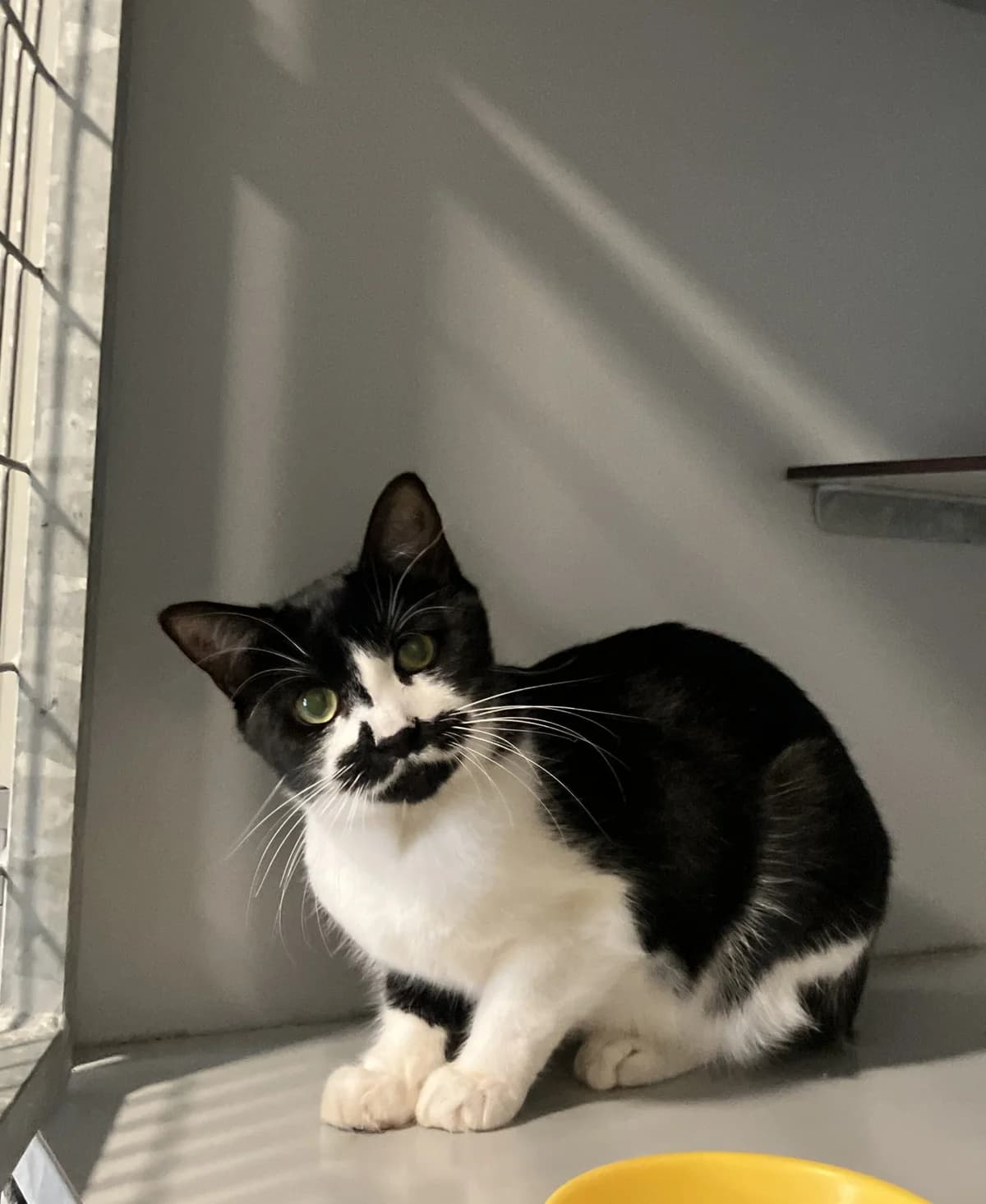Pantoffel, Zwart/wit female 4yo European Shorthair for adoption at Dierentehuis Stevenshage Leiden