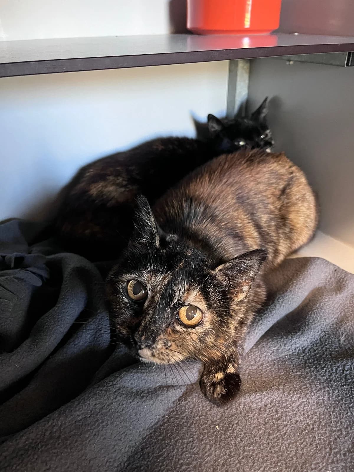 Roxanne en Passion, Schildpad senior European Shorthair for adoption at Dierentehuis Stevenshage Leiden