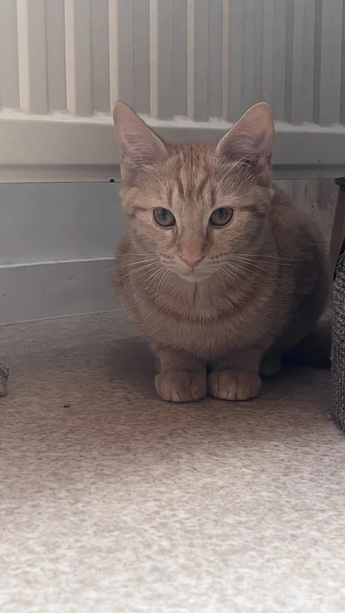 Sneezy, Rood female puppy European Shorthair for adoption at Dierentehuis Stevenshage Leiden