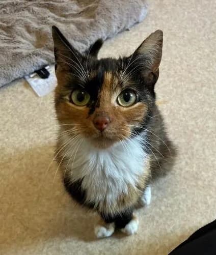 Storm en Bubbels, Lapje European Shorthair for adoption at Dierentehuis Stevenshage, Leiden
