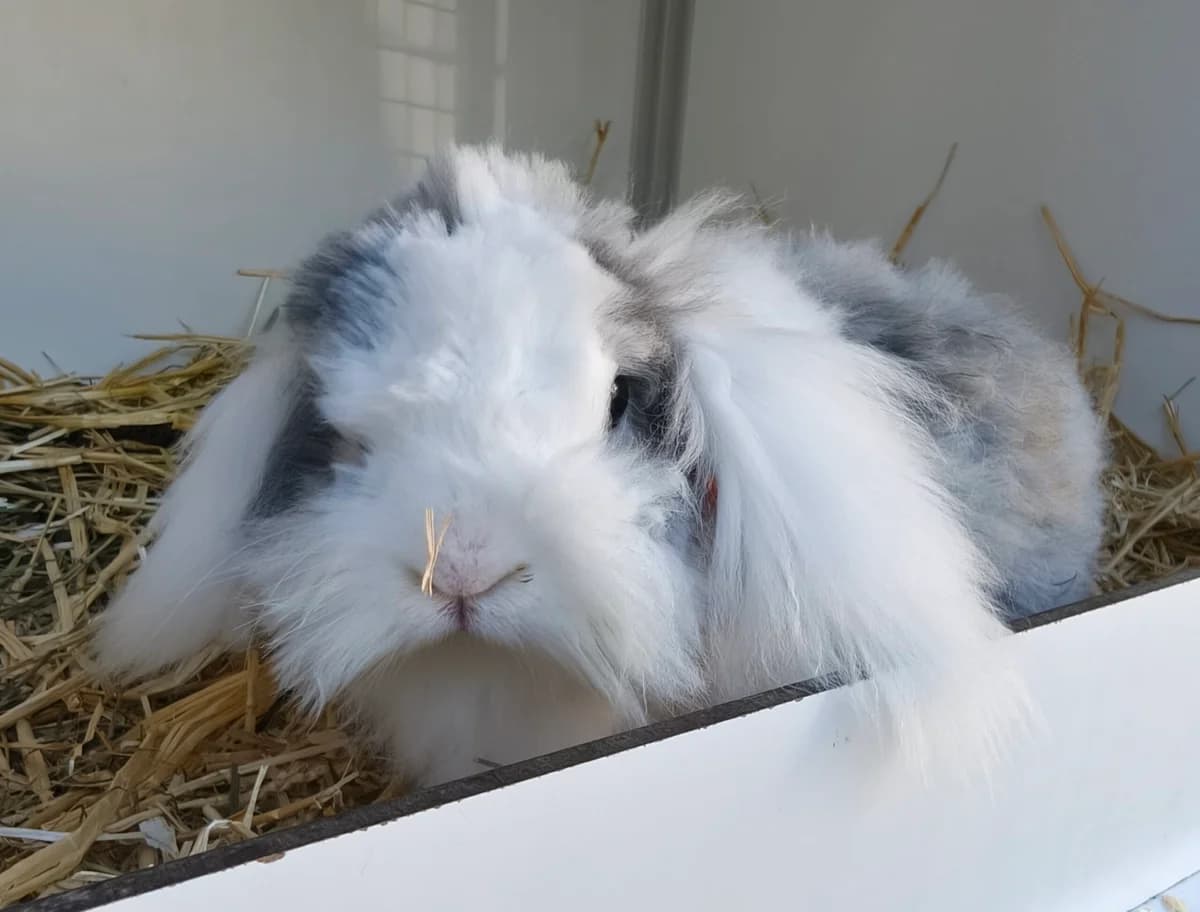 Swims, Grijs-wit 4yo mixed breed for adoption at Dierentehuis Stevenshage Leiden