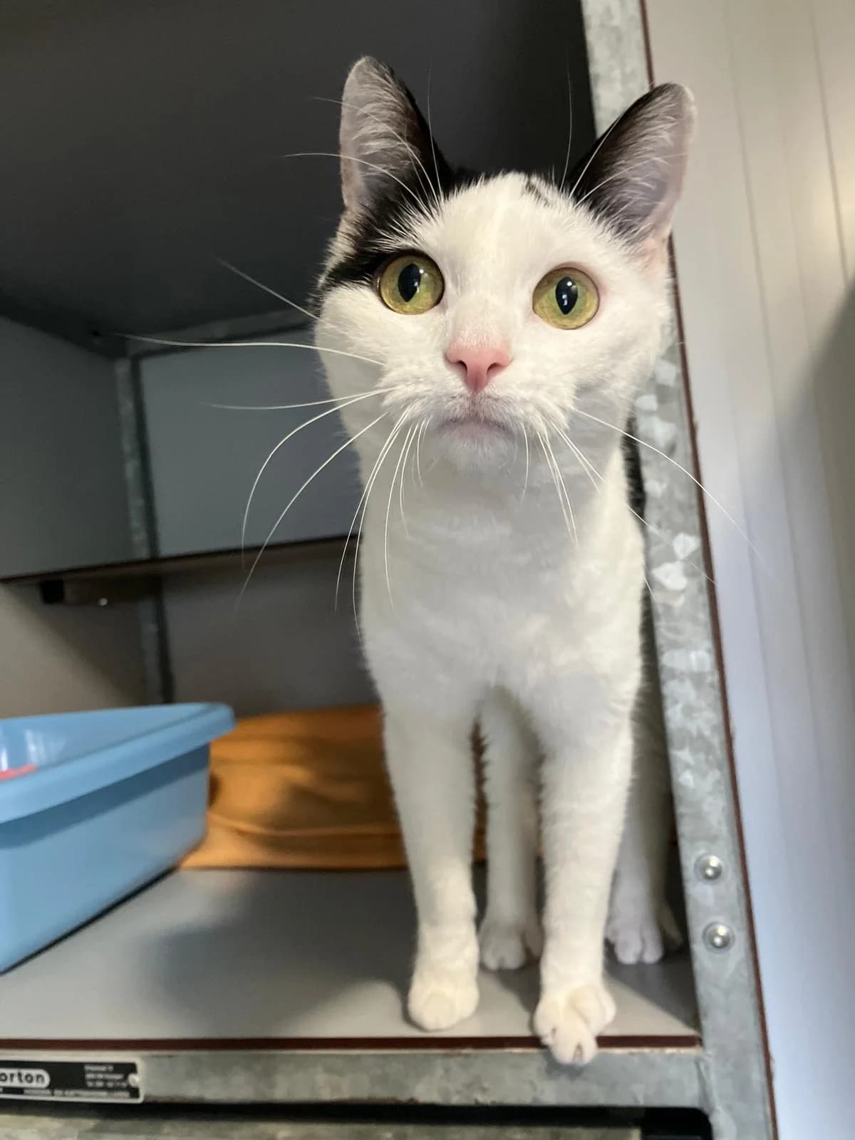 Tambanoni, Zwart/wit female 4yo European Shorthair for adoption at Dierentehuis Stevenshage, Leiden