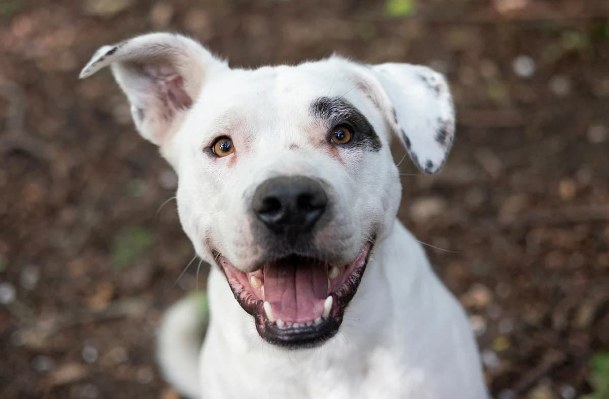 Tijn, Wit-zwart male 4yo mixed breed for adoption at Dierentehuis Stevenshage, Leiden