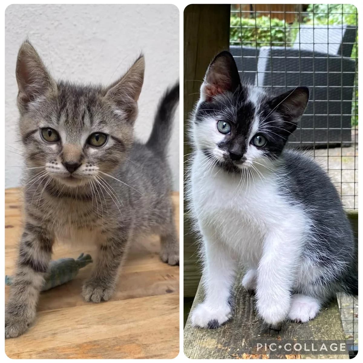 Sylvester en Sander, male Mixed Breed for adoption at Dierencentrum de Ark, Apeldoorn