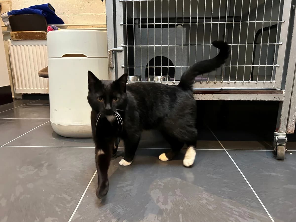 Bagheera, male Mixed Breed for adoption at Dierencentrum de Ark, Apeldoorn