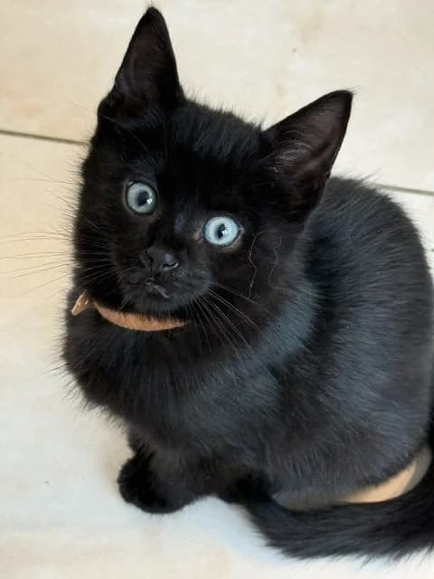 Abel en Aboe, male Mixed Breed for adoption at Dierencentrum de Ark, Apeldoorn