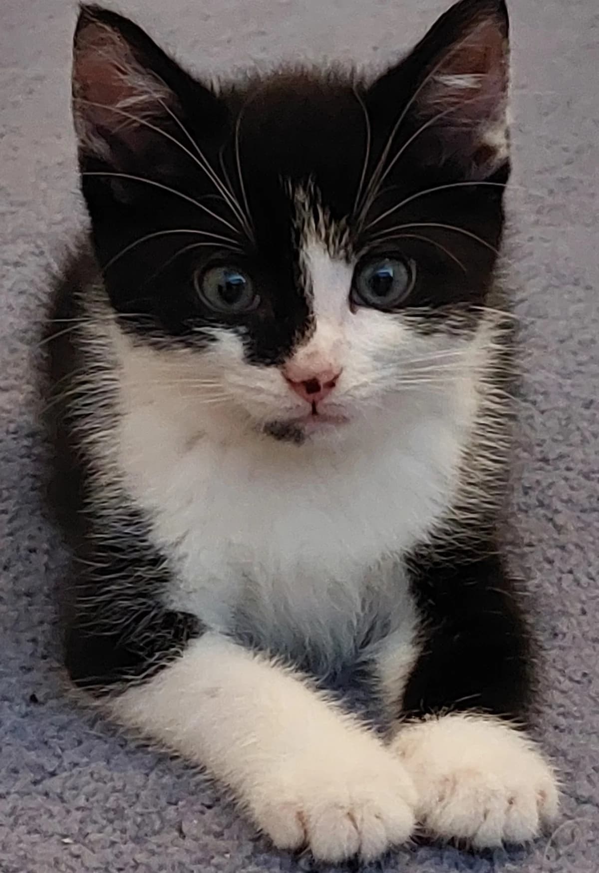 Alfie, male Mixed Breed for adoption at Dierencentrum de Ark, Apeldoorn
