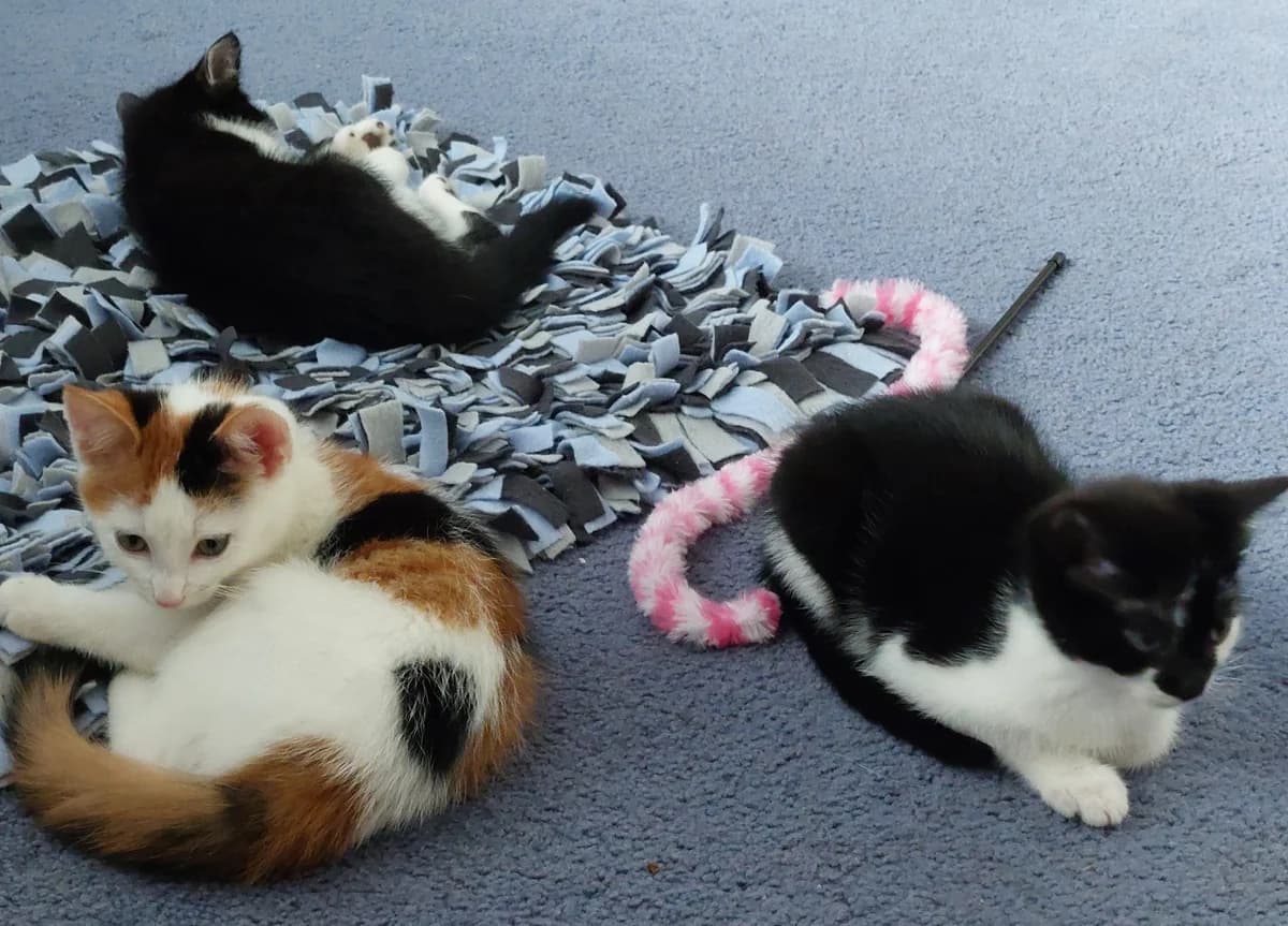 Amy en Ava, female Mixed Breed for adoption at Dierencentrum de Ark, Apeldoorn