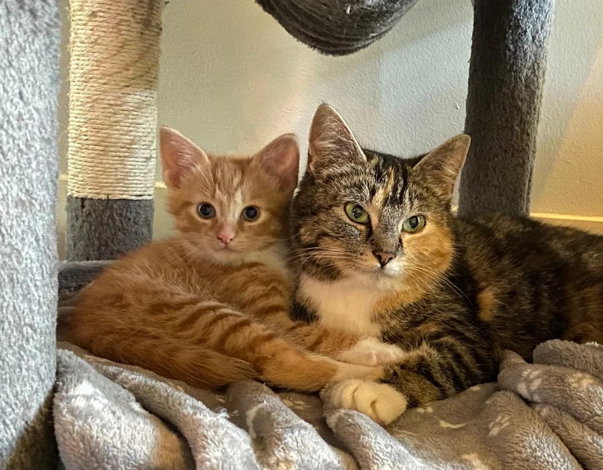 Anne en Alfie, female Mixed Breed for adoption at Dierencentrum de Ark, Apeldoorn