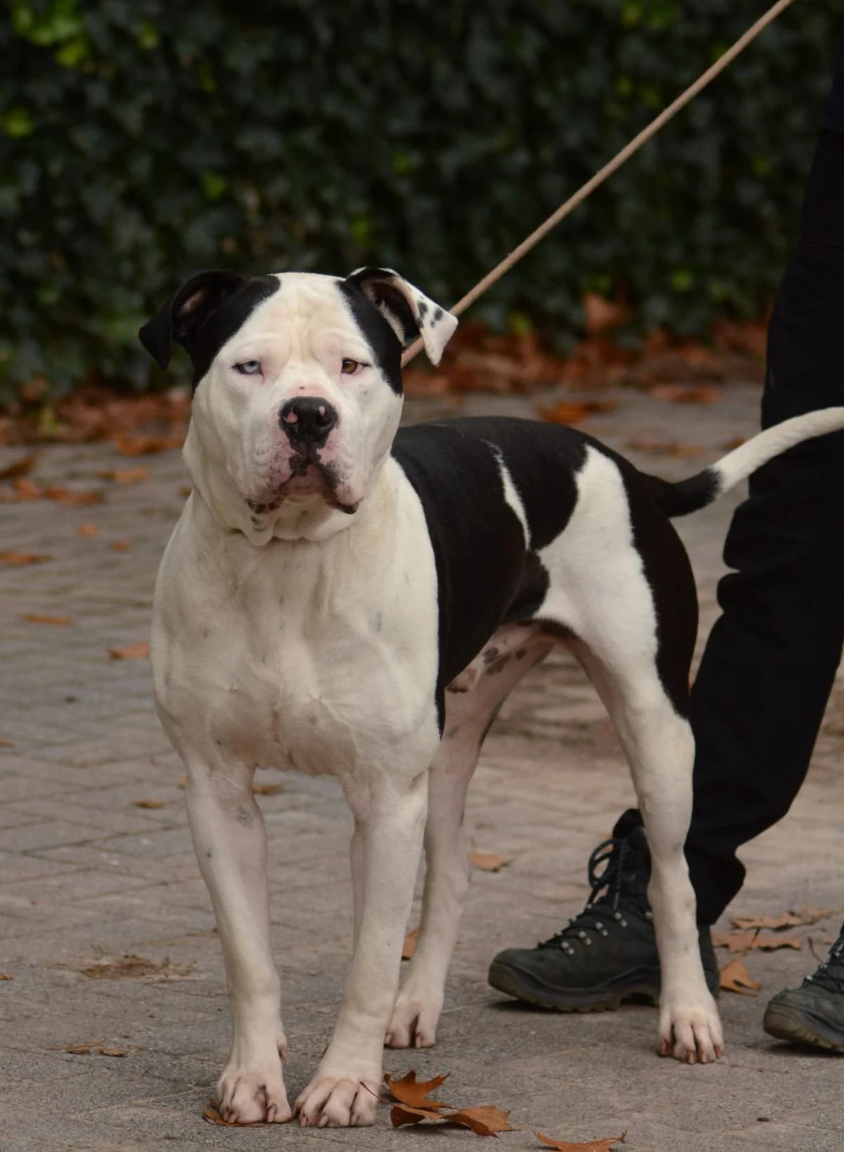 Arie, male Mixed Breed for adoption at Dierencentrum de Ark, Apeldoorn