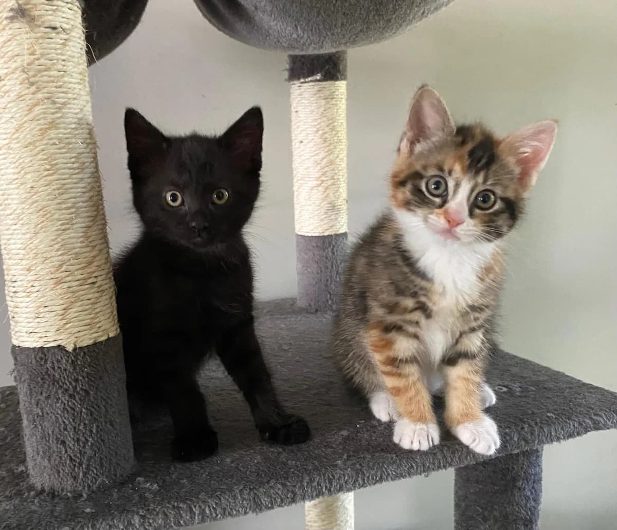 Asley en Aphrodite, female Mixed Breed for adoption at Dierencentrum de Ark, Apeldoorn