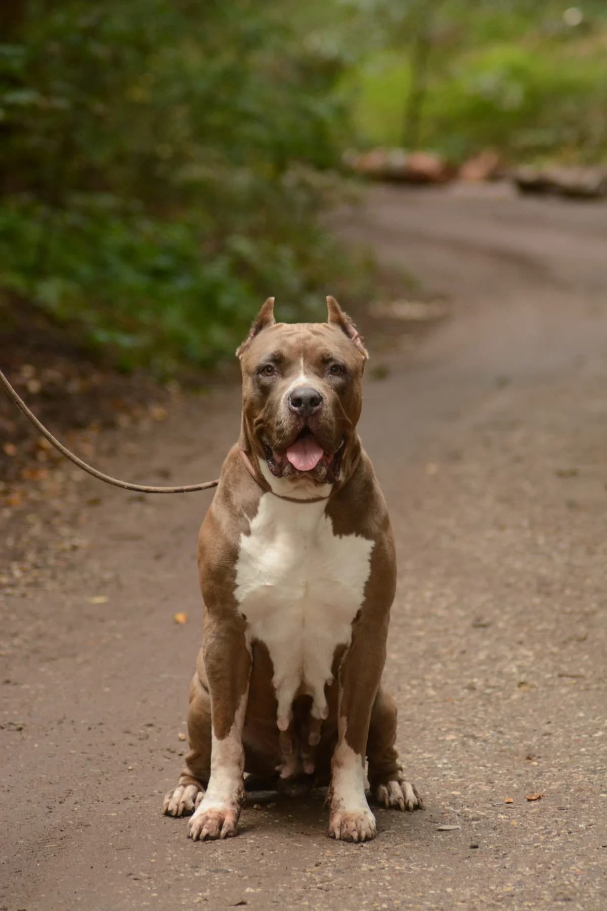 Bella, male Mixed Breed for adoption at Dierencentrum de Ark, Apeldoorn
