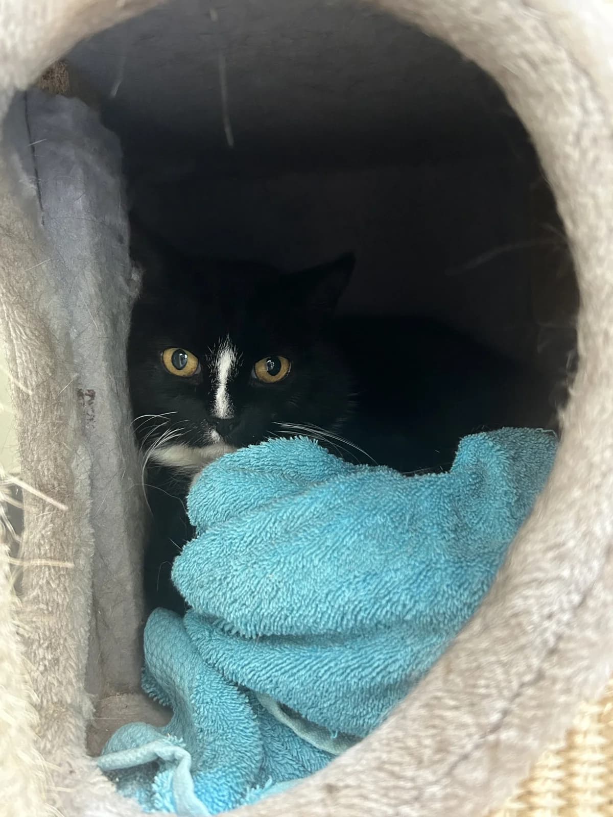 Bente, female Mixed Breed for adoption at Dierencentrum de Ark, Apeldoorn