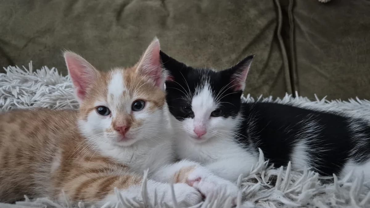 Binkie en Remi, male Mixed Breed for adoption at Dierencentrum de Ark, Apeldoorn