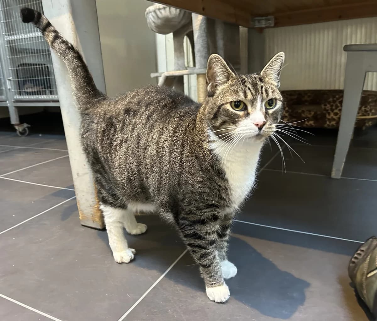 Bruin en Roos, male Mixed Breed for adoption at Dierencentrum de Ark, Apeldoorn
