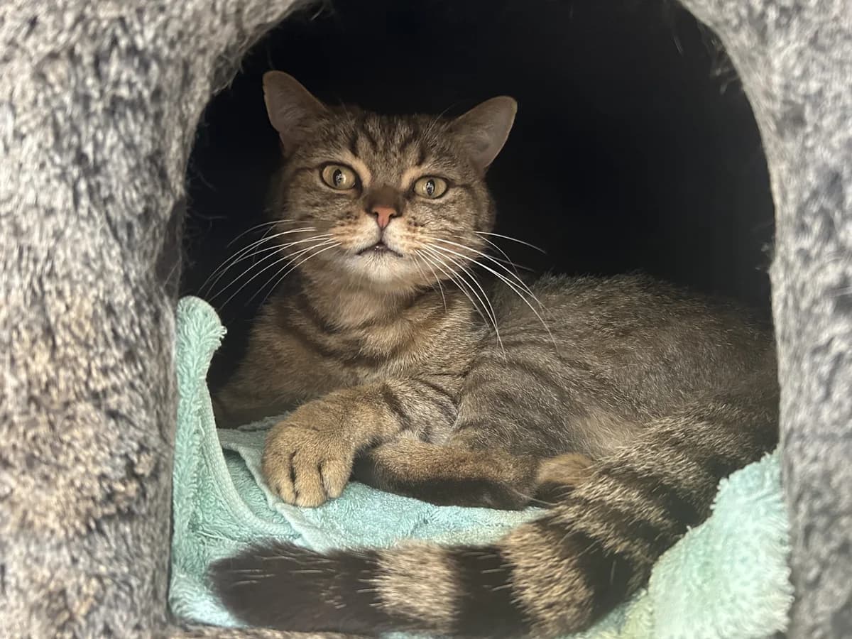 Buddy, male Mixed Breed for adoption at Dierencentrum de Ark, Apeldoorn