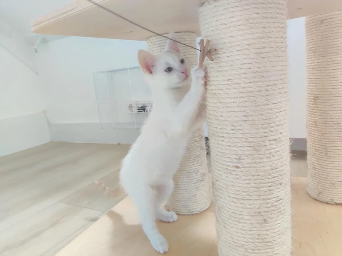 Casper, male Mixed Breed for adoption at Dierencentrum de Ark, Apeldoorn