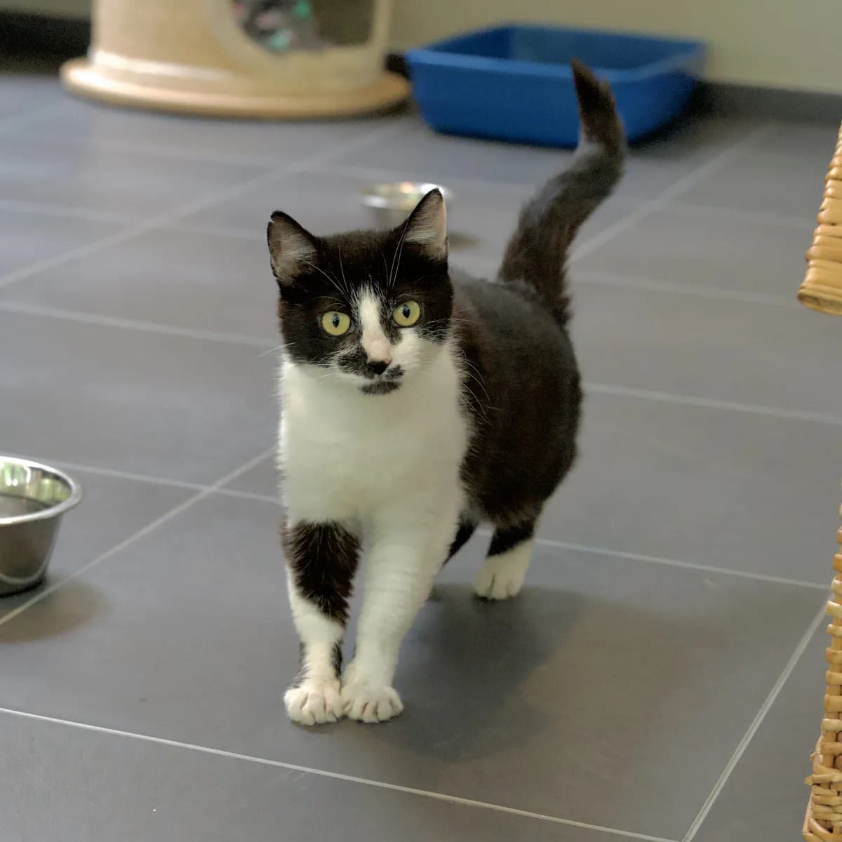Zanzi, female Mixed Breed for adoption at Dierencentrum de Ark, Apeldoorn